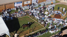 En Libye, une vente aux enchères de chevaux crée l’événement