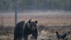 Vidéo – Pour protéger son ourson, une ourse combat à flanc de montagne et le sauve