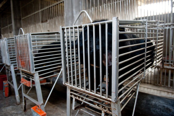 -Illustration- Les ours dans leurs cages alors qu'ils s'apprêtent à faire drainer leur bile dans l'une des fermes controversées de bile d'ours de la société de médecine traditionnelle chinoise. Photo STR/AFP via Getty Images.