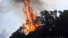 Incendie dans les Pyrénées-Orientales : le feu continue à progresser, plus de 1000 hectares brûlés