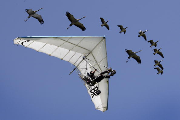Cela fait 25 ans que Christian Moullec vole avec les oiseaux. (FABRICE COFFRINI/AFP via Getty Images)
