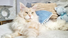 Rencontrez Lotus, le majestueux chat Maine coon de 10 kg qui est «tout» pour sa propriétaire