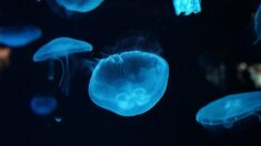 « Il y a plus de méduses que d’eau »: des centaines de méduses envahissent la baie de Toulon