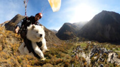 [VIDÉO] Dans le sud de la France, les aventures en parapente d’un chien intrépide avec son maître