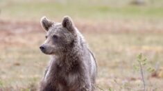 Un jeune ours retrouvé mort dans les Pyrénées