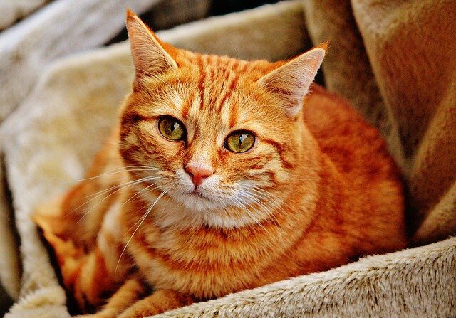 Les propriétaires « plus gentils » auraient des chats ayant un bien-être positif avec des tendances moins agressives. (photo Pixabay)