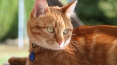 Haute-Garonne : un voleur retrouvé à cause d’un collier géolocalisable pour chat