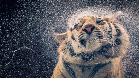 Un photographe réalise d’étonnants portraits d’animaux en voie de disparition: des ours polaires qui nagent, des saïgas étranges, des tigres trempés, etc.