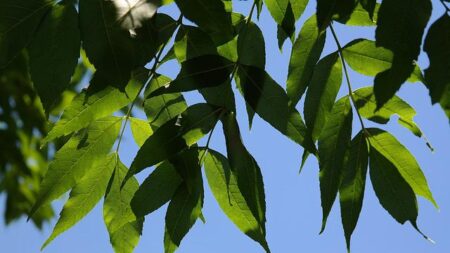 Le frêne de Vence, âgé de 483 ans, remporte le prix coup de cœur du concours national de l’arbre de l’année