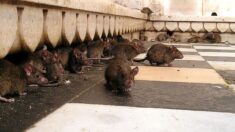 Paris et Marseille dans le top 10 des villes les plus infestées de rats au monde