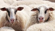 Haute-Savoie : un troupeau de moutons d’Annecy porté disparu, un appel à témoins lancé
