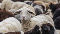Plus de 15.000 moutons meurent noyés après le naufrage d’un navire au Soudan