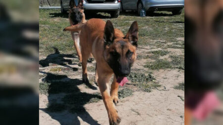 Les pompiers du Gard cherchent encore leur chien malinois Sky: «On lâche rien, on va te retrouver»