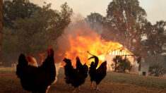 Vendée : 32.000 poulets meurent dans un incendie