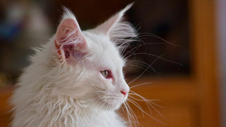 Un chaton maine coon de 3 mois. (Yannick Vallée)