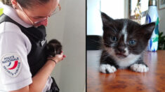 Un chaton pas encore sevré trouve refuge au commissariat et finit par être adopté par les policiers du Puy-en-Velay