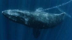 Les chants des baleines à bosse montrent que l’homme n’est pas la seule espèce capable de transmission culturelle