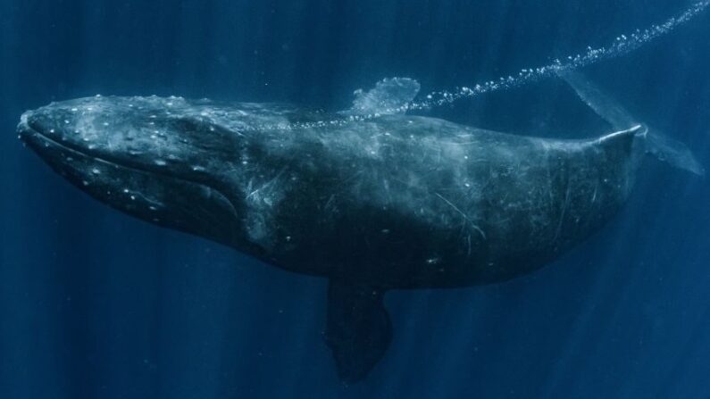 Les baleines à bosse peuvent apprendre des chants complexes de leurs homologues d'autres régions. (divedog/Adobe Stock)
