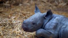 Incendies en Gironde : une dizaine d’animaux du zoo du bassin d’Arcachon sont décédés