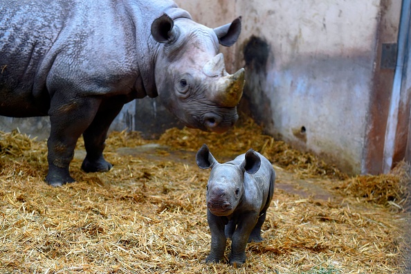 Le zoo du bassin  d'Arcachon évacue ses animaux face aux incendies qui font rage. (Photo : NICOLAS TUCAT/AFP via Getty Images)