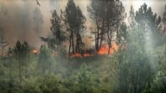 Incendies en Gironde : 1600 hectares déjà brûlés, 6000 campeurs évacués