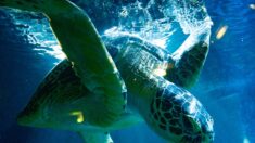 Des dizaines de tortues protégées poignardées à mort au Japon