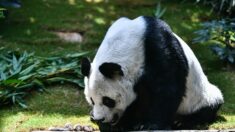 Hong Kong : le doyen des pandas en captivité décède à l’âge de 35 ans