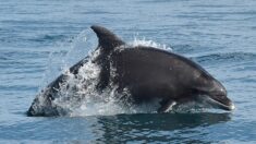 Les îles Féroé limitent leur quota de chasse à 500 dauphins par an