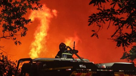Gard: 360 brebis périssent dans un bâtiment agricole incendié