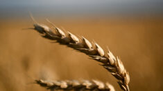 Le blé revient à son prix d’avant l’invasion russe après l’accord entre Moscou et Kiev