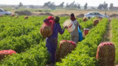 Les petits paysans d’Egypte, maillon vital mais délaissé de la chaîne alimentaire