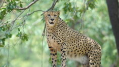 L’Inde va réintroduire le guépard, avec des animaux venus d’Afrique