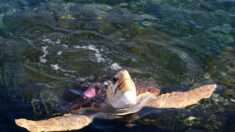 Hérault: intervention des pompiers sur la plage de Valras, une tortue caouanne y pondait ses œufs