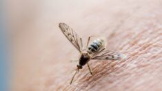 Invasion de moustiques au Grau-du-Roi : la commune mène une opération de démoustication