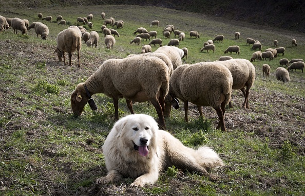 Le chien Patou garde un troupeau de moutons.  (ERIC CABANIS/AFP via Getty Images)