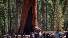 Etats-Unis: un incendie menace les séquoias géants du parc de Yosemite