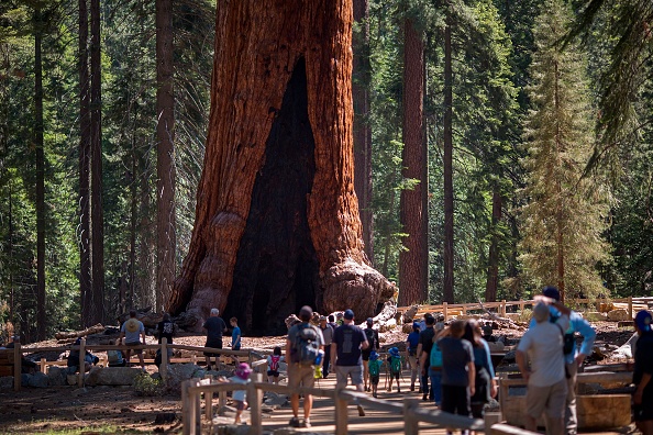 -Les visiteurs regardent l'arbre Grizzly Giant dans le parc national de Yosemite, en Californie. Photo DAVID MCNEW/AFP via Getty Images.