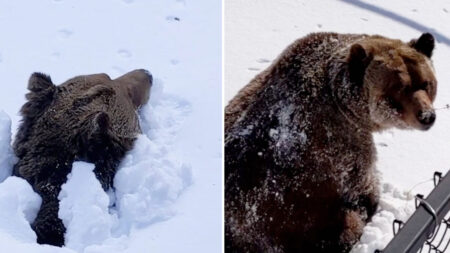 Une vidéo incroyable montre un ours se réveillant et sortant de sa tanière après des mois d’hibernation