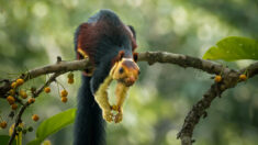 Cet homme passionné par la faune sauvage présente ses incroyables photographies des écureuils géants de Malabar