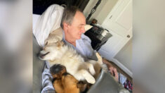 PHOTOS : Les chiens du quartier adorent cet homme et ses siestes câlines