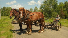 «Le principal avec les chevaux, c’est d’aimer ça»: l’agriculteur sans tracteur Paul Chaperon et sa relève