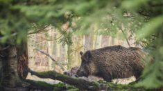 Attaqués par un sanglier, deux touristes belges passent la nuit dans un arbre dans le Verdon