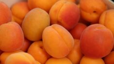 Gard: une productrice d’abricots de Saint-Gilles lance un appel urgent pour vendre à bas prix plus d’une tonne de fruits
