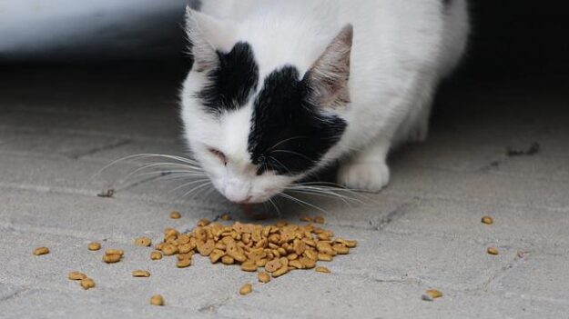 Des croquettes Purina suspectées d’avoir causé la mort de plusieurs chatons: «il a eu la diarrhée, vomissait, souffrait d’anorexie»