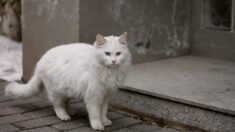 Peine ferme alourdie en appel à Metz pour des sévices à un chat