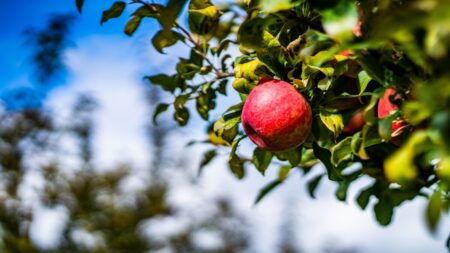 Des pommes «miracles» non périssables cultivées par un vieil homme révèlent un secret de santé