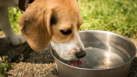 Un restaurant d’Annecy fait payer la gamelle d’eau pour un chien et suscite l’indignation