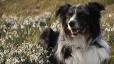 Le miracle de Jolie, la chienne tombée d’un voilier qui a nagé 2 jours pour regagner la rive espagnole