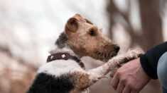 Grâce à ce don anonyme de 70.000 €, les 300 animaux d’un refuge espagnol sont sauvés