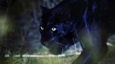 Un photographe amoureux des léopards noirs ébahi devant leur beauté majestueuse